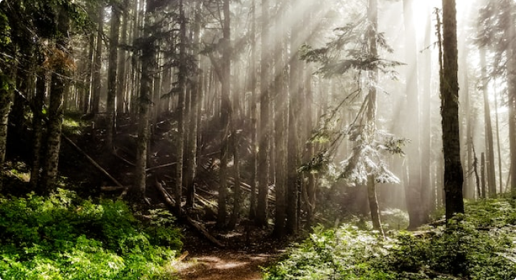 sunlight shines through pine forest trail surrounded by greenery